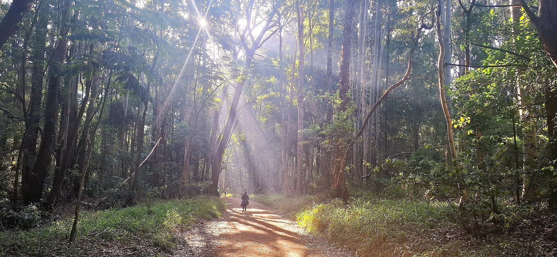 A person running in Karura Forest, Nairobi